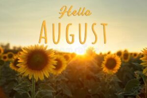 hello august sunflowers